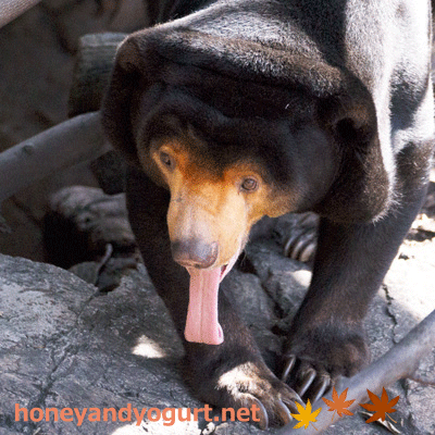 上野動物園　マレーグマ　キョウコ