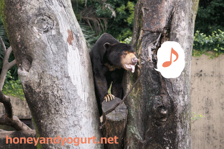 上野動物園　マレーグマ　アズマ