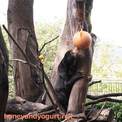 上野動物園　マレーグマ　アズマ
