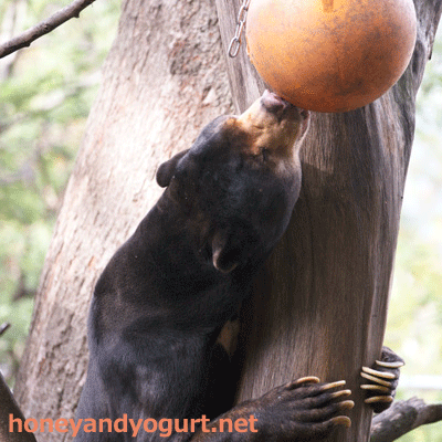 上野動物園　マレーグマ　アズマ