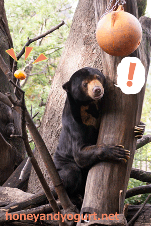 上野動物園　マレーグマ　アズマ