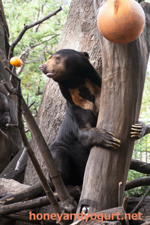 上野動物園　マレーグマ　アズマ