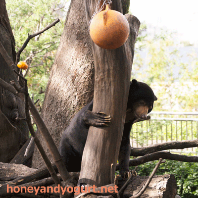 上野動物園　マレーグマ　アズマ