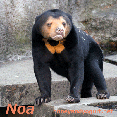 マレーグマ　ノア