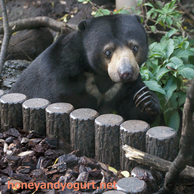 上野動物園 マレーグマ モモコ