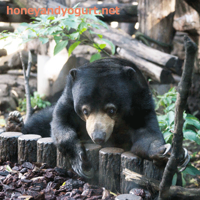 上野動物園 マレーグマ モモコ