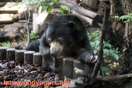 上野動物園 マレーグマ モモコ