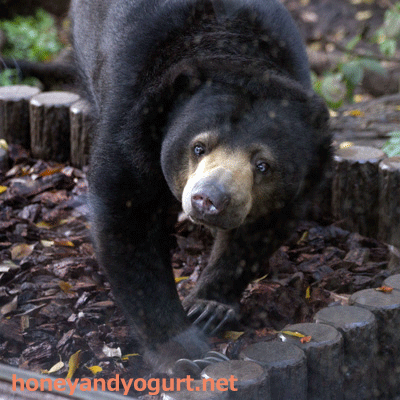 上野動物園 マレーグマ モモコ