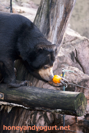 上野動物園 マレーグマ モモコ