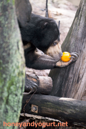 上野動物園 マレーグマ モモコ