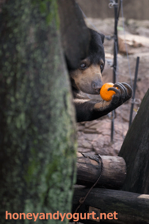 上野動物園 マレーグマ モモコ