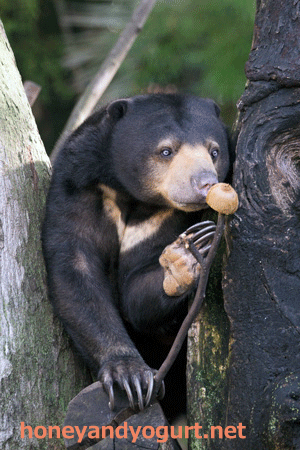 上野動物園 マレーグマ モモコ