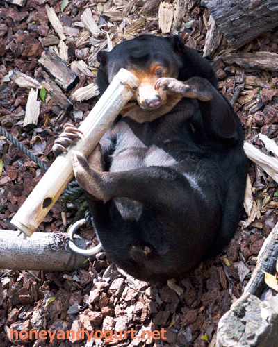 上野動物園 マレーグマ キョウコ