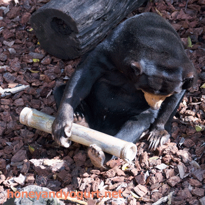上野動物園 マレーグマ キョウコ