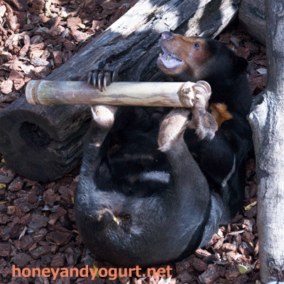 上野動物園 マレーグマ キョウコ