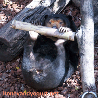 上野動物園 マレーグマ キョウコ