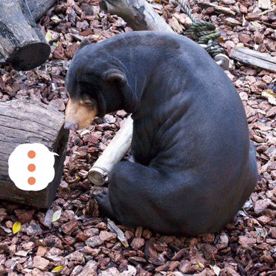 上野動物園 マレーグマ アズマ