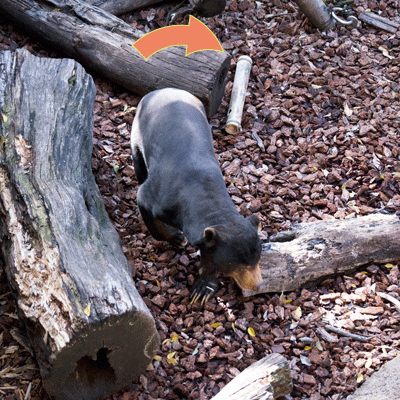 上野動物園 マレーグマ アズマ