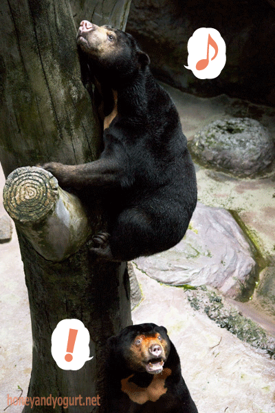 高知県立のいち動物公園　マレーグマ　ワンピイ　タオチイ