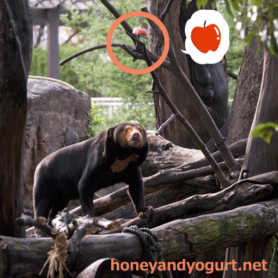 上野動物園 マレーグマ キョウコ