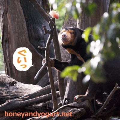 上野動物園 マレーグマ キョウコ