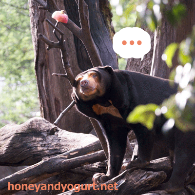上野動物園 マレーグマ キョウコ