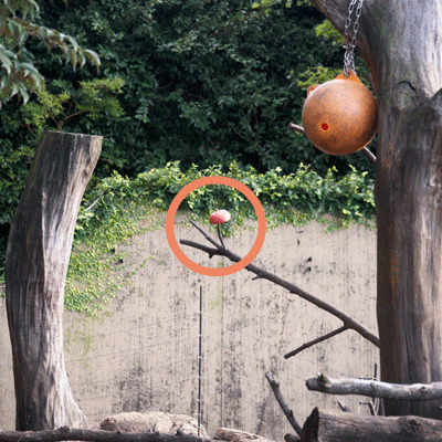 上野動物園 マレーグマ舎