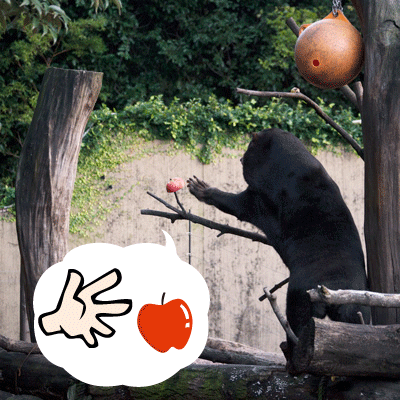 上野動物園 マレーグマ キョウコ