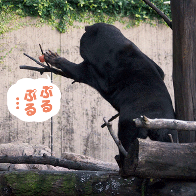 上野動物園 マレーグマ キョウコ