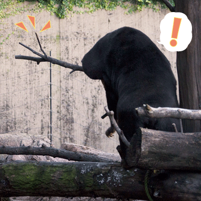 上野動物園 マレーグマ キョウコ