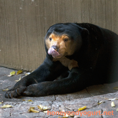 上野動物園 マレーグマ キョウコ