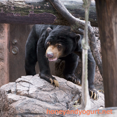 上野動物園 マレーグマ アズマ