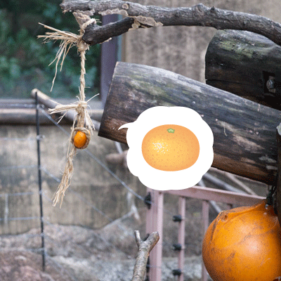 上野動物園 マレーグマ舎