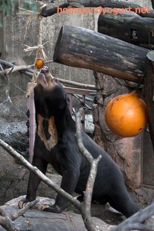 上野動物園 マレーグマ アズマ