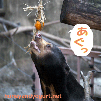 上野動物園 マレーグマ アズマ