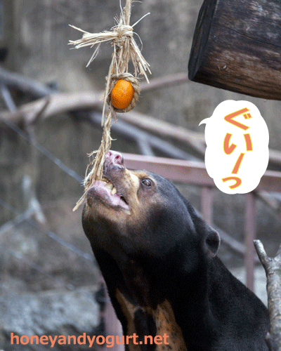 上野動物園 マレーグマ アズマ