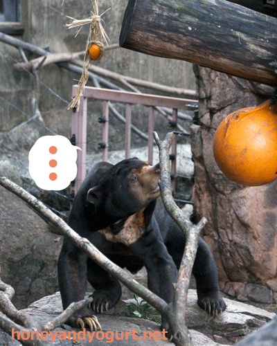 上野動物園 マレーグマ アズマ