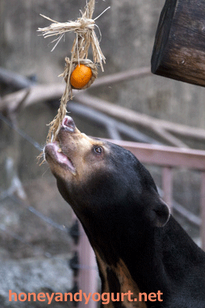 上野動物園 マレーグマ アズマ