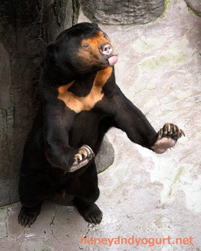 マレーグマ　ワンピイ　高知県　のいち動物公園