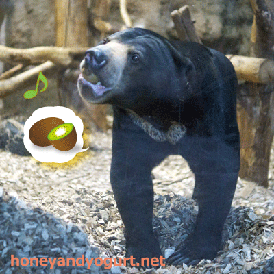 円山動物園 マレーグマ ウメキチ