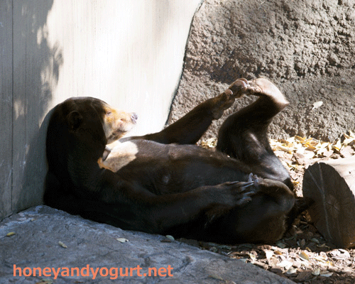 上野動物園　マレーグマ　キョウコ