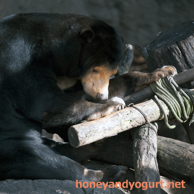 上野動物園　マレーグマ　キョウコ