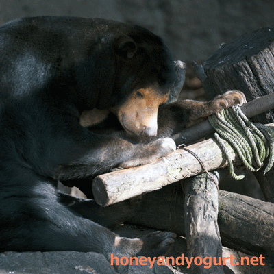 上野動物園　マレーグマ　キョウコ