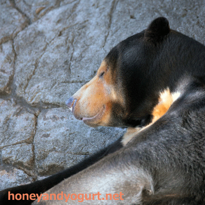 上野動物園　マレーグマ　キョウコ