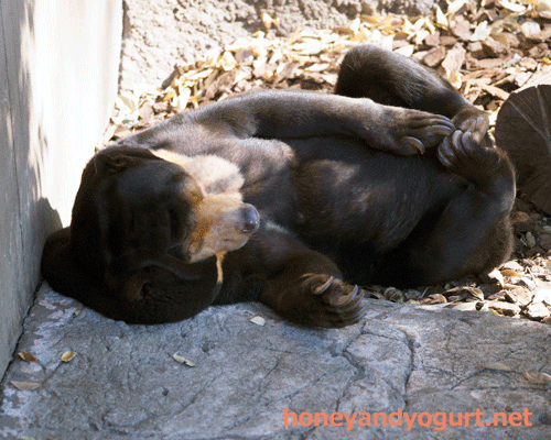 上野動物園　マレーグマ　キョウコ