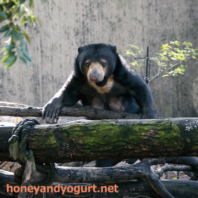 上野動物園 マレーグマ モモコ