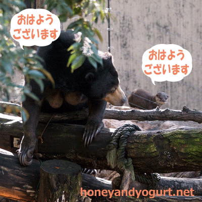 上野動物園 マレーグマ モモコ