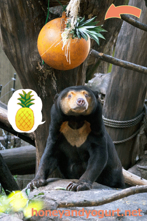 上野動物園　マレーグマ　キョウコ