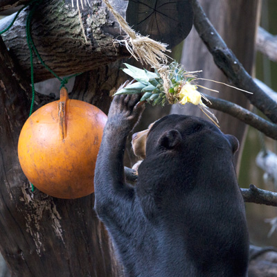 上野動物園　マレーグマ　キョウコ