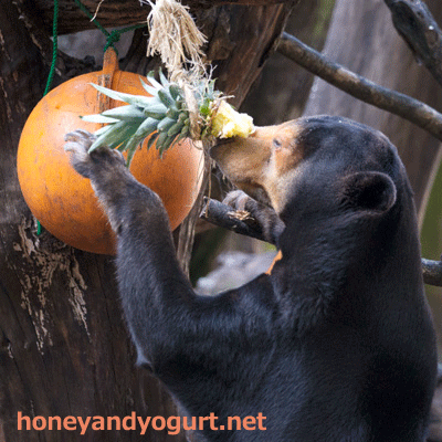 上野動物園　マレーグマ　キョウコ